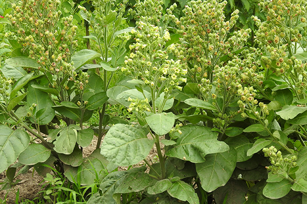Nicotiana Rustica Tobacco Nicotiana Rustica Tobacco