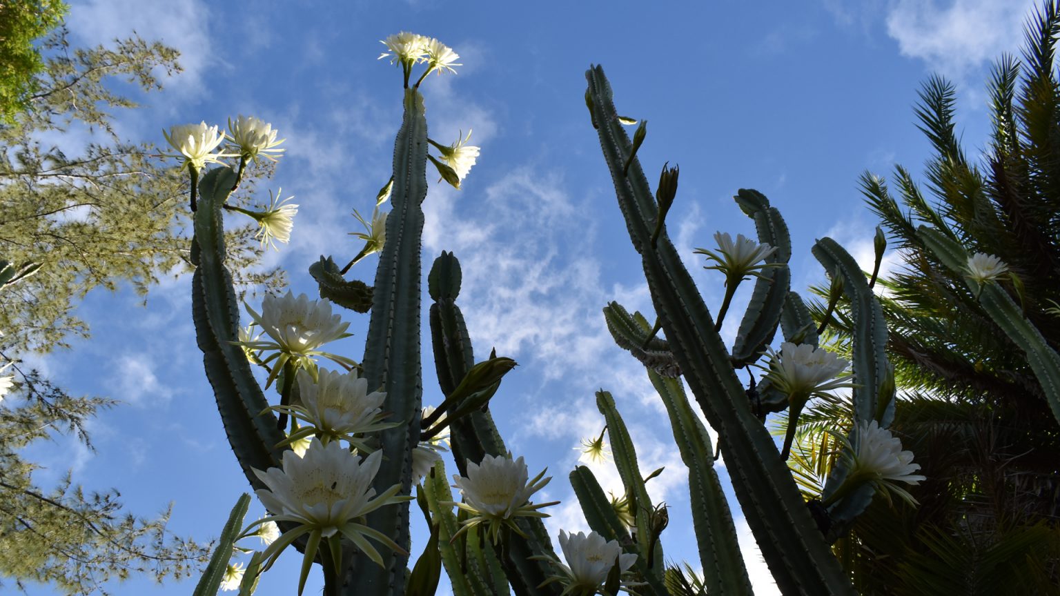 San Pedro San Pedro
