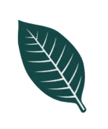 Tobacco Leaf Tobacco Leaf