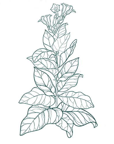 Tobacco drawing Tobacco drawing