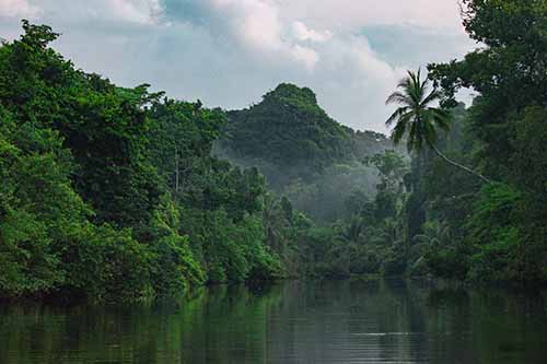 Lush jungle landscape of Corcovado National Park in Costa Rica, a natural healing environment for plant medicine retreats.