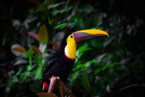 Colorful toucan perched at Templo del Tigre in the Osa Peninsula, Costa Rica.