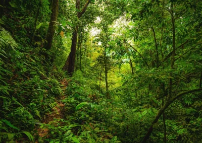 Tropical jungle trail winding through Dos Brazos, Costa Rica.