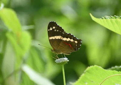 Banded peacock butterfly in the wilds of Costa Rica.