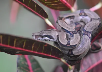 Boa constrictor resting in the undergrowth at Templo del Tigre.