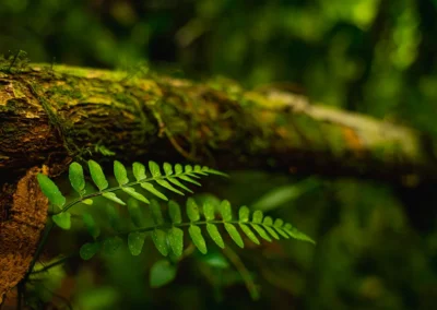 Close-up of lush vegetation along the Bolita trail in Dos Brazos.