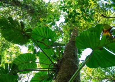 Large jungle tree along the Bolita trail in Dos Brazos, Costa Rica.