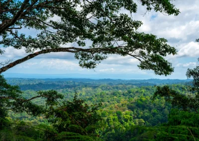 Jungle trail view from Bolita trails near Templo del Tigre in Costa Rica.