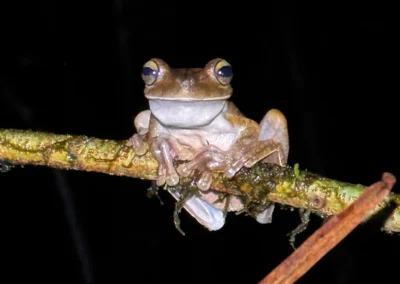 Bright-eyed frog in the Costa Rican jungle.
