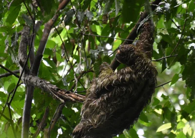 Sloth resting high in a tree in Corcovado National Park.