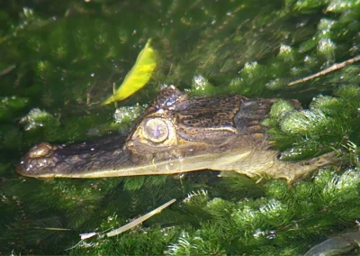 Crocodile resting along the water’s edge in Corcovado National Park.