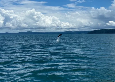 Dolphin jumping high in Golfo Dulce near the Osa Peninsula.