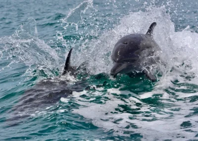 Close-up of dolphins swimming beside a boat in Costa Rica.