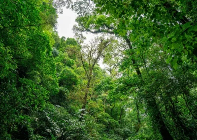 Dense Dos Brazos jungle near Templo del Tigre retreat.