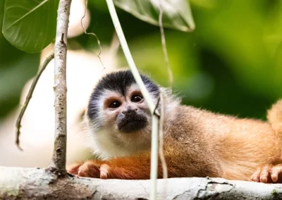 Squirrel monkey perched on a branch in Dos Brazos jungle.