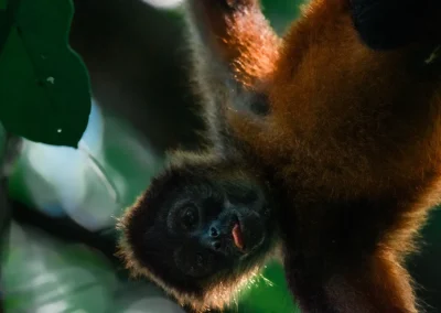 Expressive monkey spotted along the Dos Brazos jungle trails.