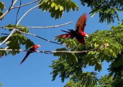 Colorful macaws flying in the sky above Templo del Tigre, Costa Rica.