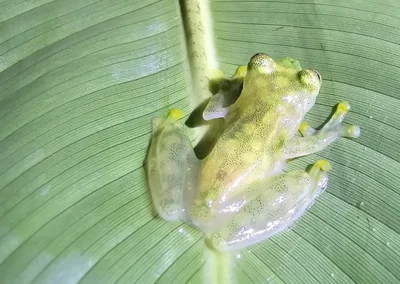 Glass frog with translucent skin in Dos Brazos jungle.