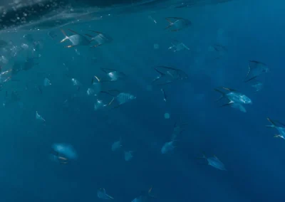 Snorkelers exploring marine life in Golfo Dulce, Costa Rica with Captain Goodvibes.
