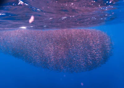 Underwater view of tropical marine life in Golfo Dulce with Captain Goodvibes.