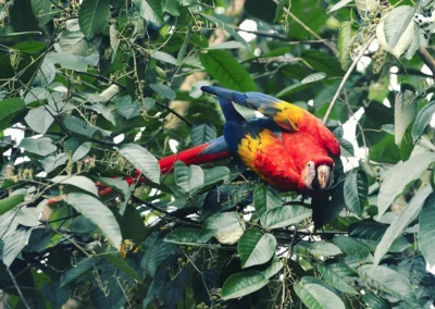 Brightly colored guacamayo (macaw) bird perched in the jungle at Templo del Tigre.