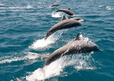Dolphins leaping out of the water off the coast of Costa Rica.