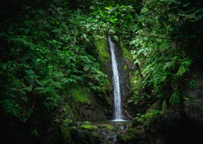 Small jungle waterfall surrounded by tropical plants in Dos Brazos, Costa Rica.