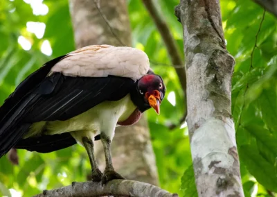King vulture soaring above the jungle canopy at Templo del Tigre.