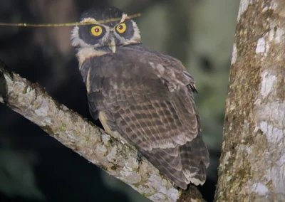 Owl hidden among branches near Templo del Tigre.