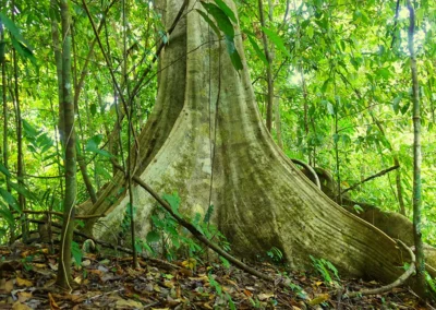 Massive tree on Bolita trails in the rainforest of Dos Brazos.