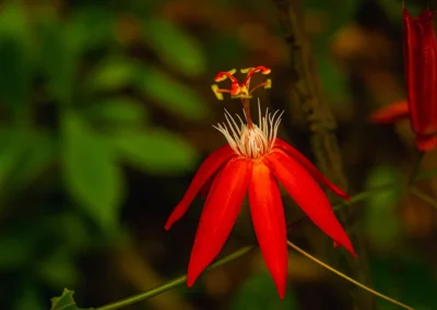 Red passion flower blooming in the jungle of the Osa Peninsula.