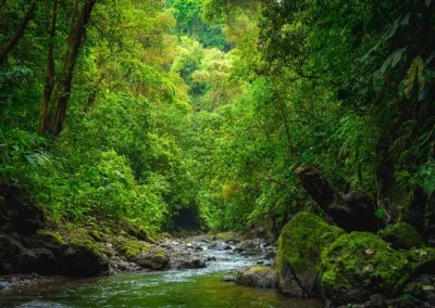 Rio Tigre flowing past the jungle near Templo del Tigre, Dos Brazos.