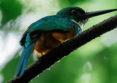 Rufous-tailed jacamar perched near Templo del Tigre.