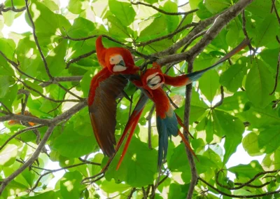 Scarlet macaws perched in an almond tree at Templo del Tigre.