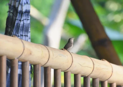 Colorful bird perched inside the yoga shala at Templo del Tigre.