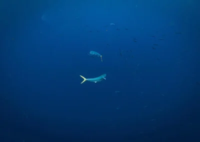 Snorkeling in the clear tropical waters off the Osa Peninsula, Costa Rica.