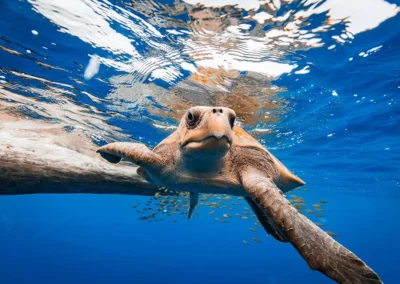 Snorkeler swimming near a sea turtle in the Osa Peninsula with Captain Goodvibes.