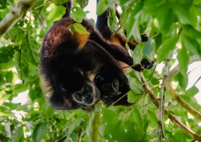 Spider monkeys swinging through trees in Corcovado National Park.