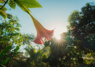 Angel’s trumpet flower glowing in sunlight with soft green foliage.