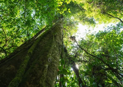 View looking up at a tall rainforest tree in Dos Brazos.