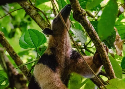 Tamandua (anteater) moving through the forest in Corcovado.
