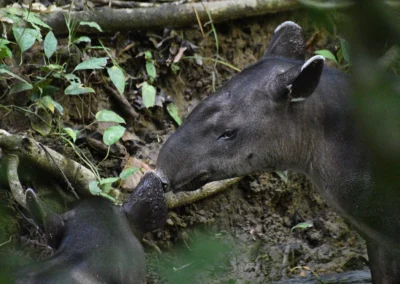 Close-up of a tapir in Corcovado National Park.