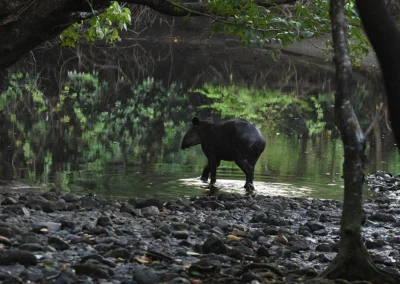 Tapir in its natural habitat at La Sirena station in Corcovado.