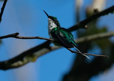 Purple-crowned fairy hummingbird at Templo del Tigre.