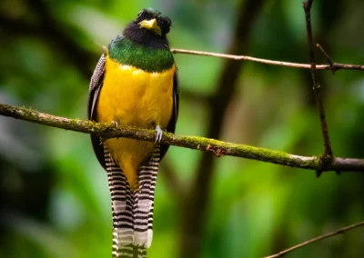 Colorful trogon bird spotted at Templo del Tigre.