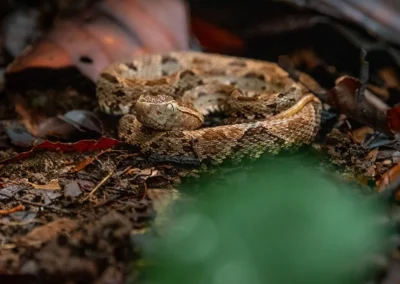 Terciopelo snake coiled on the forest floor in Costa Rica.