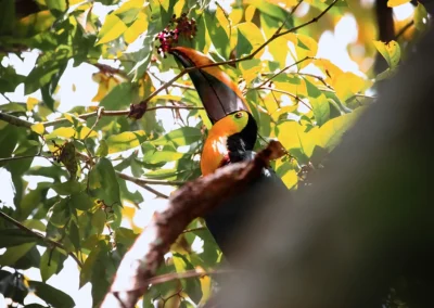 Toucan eating fruit at Templo del Tigre in the Costa Rican rainforest.