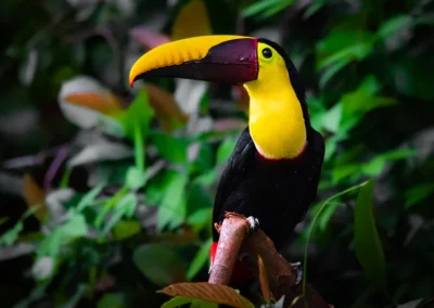 Toucan perched in the trees at Templo del Tigre.