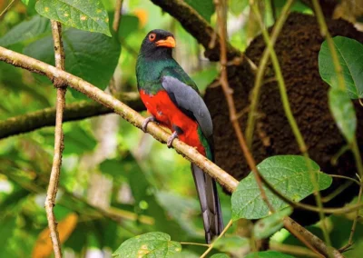 Colorful trogon bird perched in the jungle at Templo del Tigre.