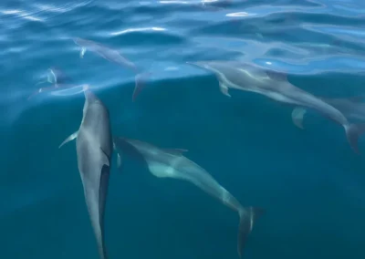Underwater view of dolphins swimming gracefully in Golfo Dulce, Costa Rica.